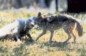 Coyote_with_typical_hold_on_lamb